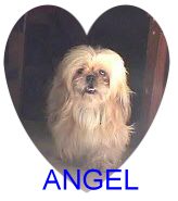 angel2.jpg