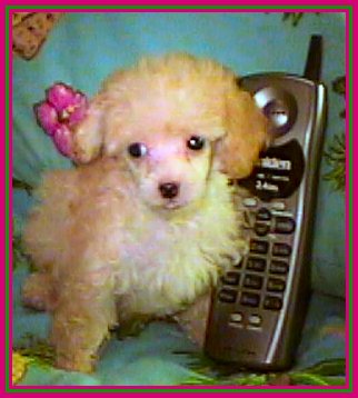 bellespup2003.jpg