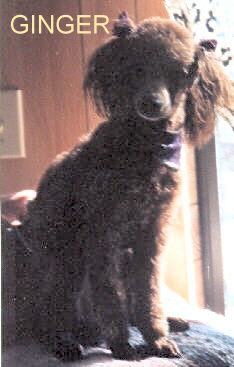 ginger1998.jpg