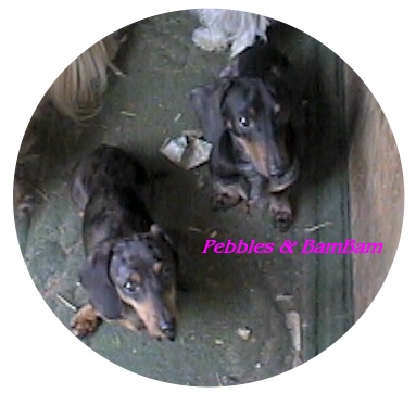 pebblesbambam.jpg